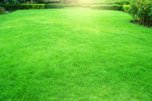 Does Lawn Mowing Make Your Grass Healthier?