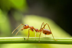 How to Treat Your Yard for Fire Ants