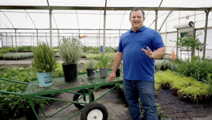 These Plants repel mosquitoes. Society garlic, lavender, rosemary, lemongrass, citronella, and marigolds planted in a North Texas landscape
